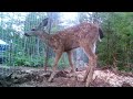 Deer In Our Garden - Fishing Line vs. Welded Wire