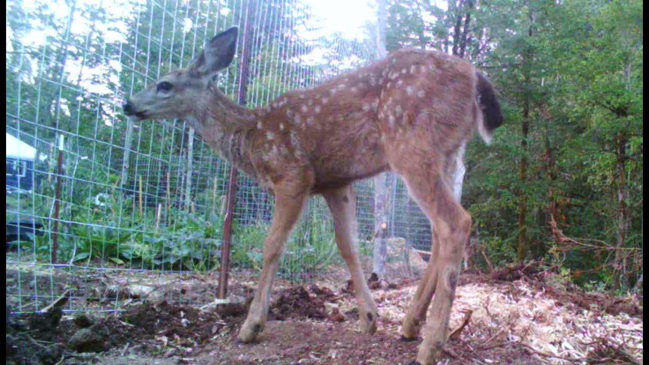 Deer In Our Garden - Fishing Line vs. Welded Wire - YouTube
