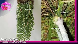 16Mounting Dendrobium aphyllum keikis Orchid update 16 (2020/02)