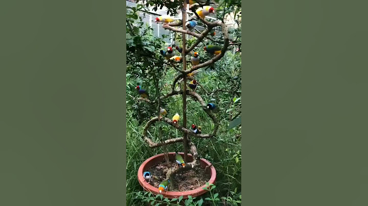 Aviary Emprit Tercantik di Dunia #gouldamadine #gouldianfinch #gouldianfinch