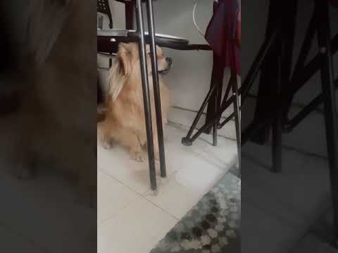 بعدما كلا العشا ومشفتوش