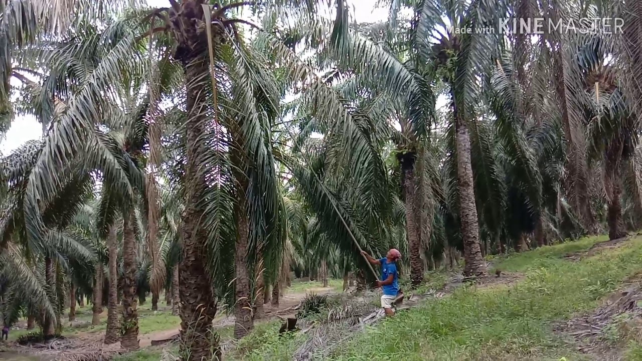 Panen kelapa sawit pokok tinggi  YouTube
