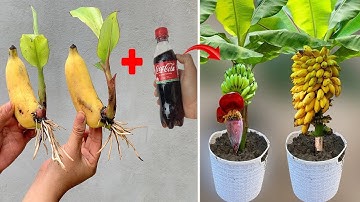 Video summary of 4 extremely simple and super effective methods of propagating banana plants at home
