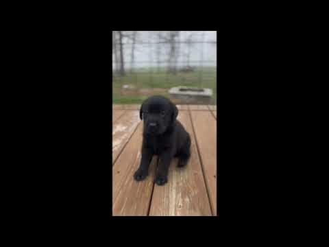 4 week old Labrador Puppies from Kindred Pup - YouTube