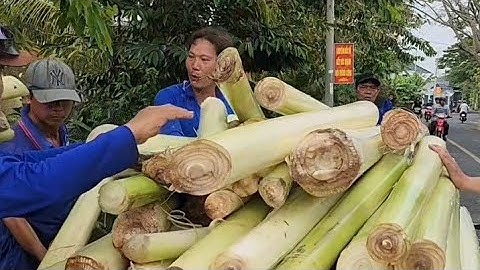 Đội Tự Thiện Hảo Hòa Tự Cù Lao Tân Lộc Thốt Nốt Cần Thơ Kiếm Chuối Cây Cho Ngày Rằm Tháng 10 âl