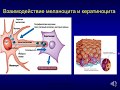 Лекция для студентов. Кожа (эпидермис 3)