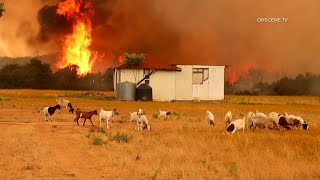 Day 2 of Rabbit Fire - Major Flames Close To Homes