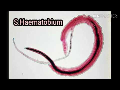 Vidéo: Le Praziquantel Diminue La Fécondité Chez Les Vers Adultes De Schistosoma Mansoni Qui Survivent Au Traitement: Preuves D'une étude De Sélection Des Compromis Sur Les Cycles Bi