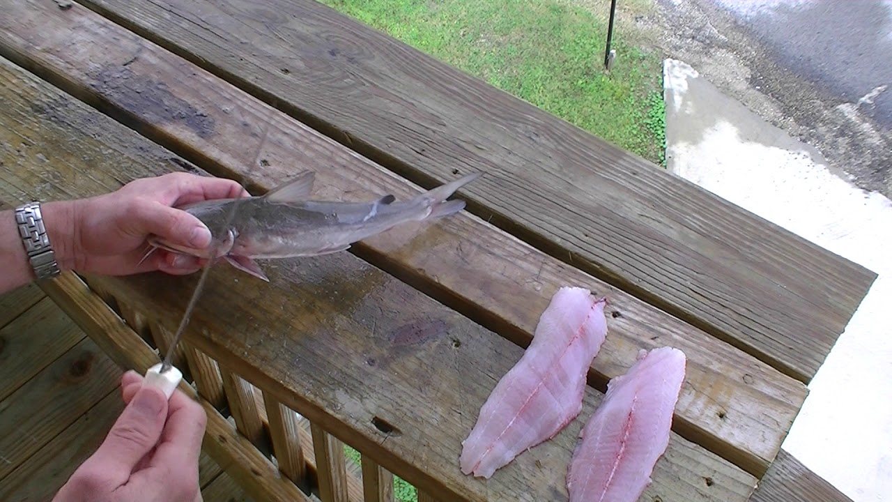 Redneck 101 How To Fillet Hardhead Catfish Quickly Without Skinning Youtube