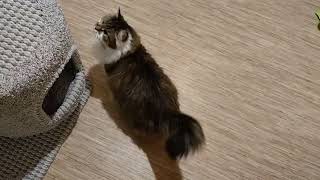Сибирский кот Потап. Новый домик