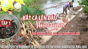 BẮT CÁ LÊN ĐẦU MÙA MƯA#1- ĐỔ DỚN CÁ LÓC, RÔ, SẶC THẤY MÀ MÊ | TRUNG LA TV