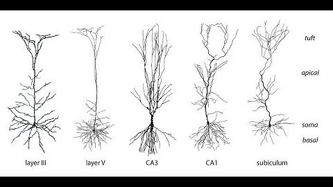 Artificial Intelligence: Key ideas towards the creation of True, Strong and General AI