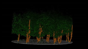 Tree Trunk Extraction with AI-Random Forest Classification
