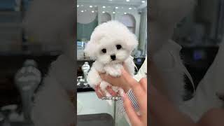 Let Me Show You A Cute Little Bichon Frize. The Sweet Look Is So Cute And So Loving. The Bichon Fri