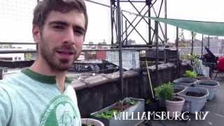 How to grow vegetables on your roof! Urban Roof Gardening in Brooklyn