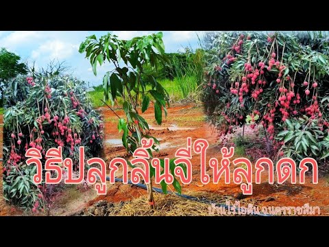 วีดีโอ: คุณสามารถปลูกลิ้นจี่จากเมล็ดได้ไหม - เรียนรู้เกี่ยวกับการงอกของเมล็ดลิ้นจี่