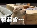 無編集：本日のこいぬとの暮らしの風景15分