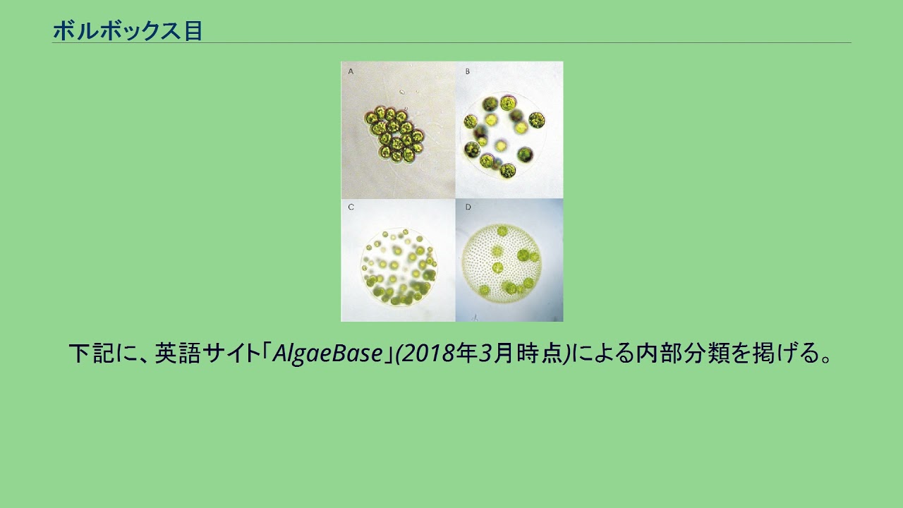 ボルボックス目 Youtube ボルボックス目 Youtube