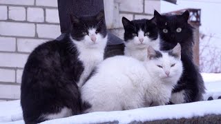 Cats sing songs very loudly
