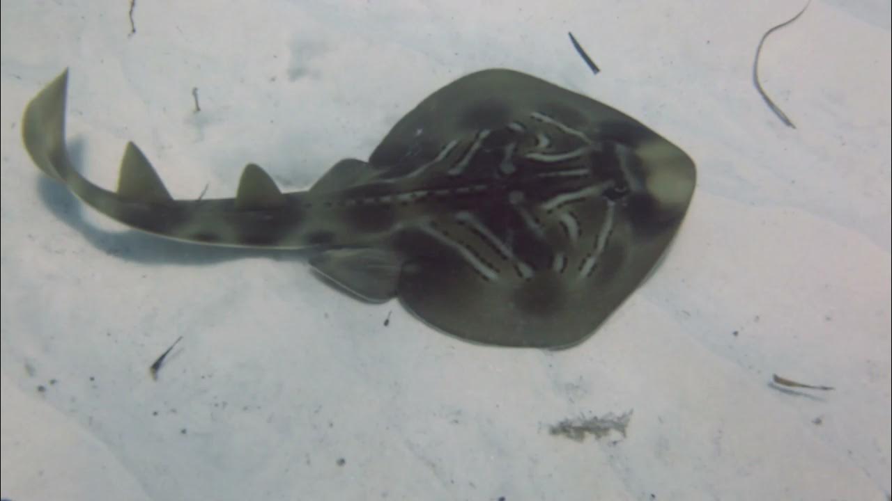 Banjo Shark Fiddler Ray YouTube