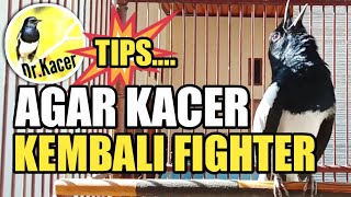 MENJAGA MENTAL KACER AGAR TETAP FIGHTER | DR KACER