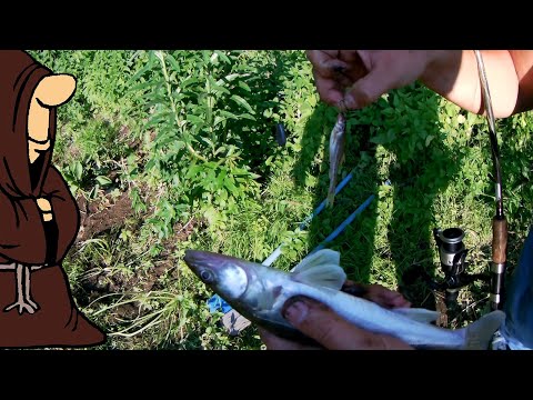 Летняя рыбалка на донки , Берш на донки с живцом