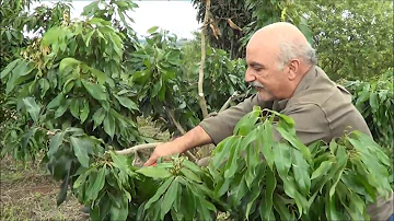 Como acabar com ácaro da lichia?