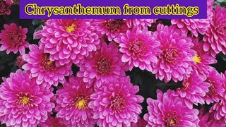 Chrysanthemum roots with alovera #heavenonearth #gardening#chrysanthemums #cuttings#taracegarden