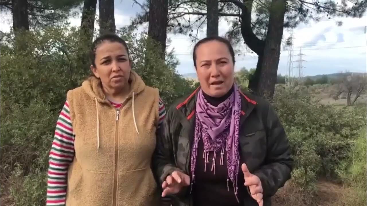 Yeniköy’de zeytinlikler sökülmek üzere: YK Enerji’ye tepki yağdı