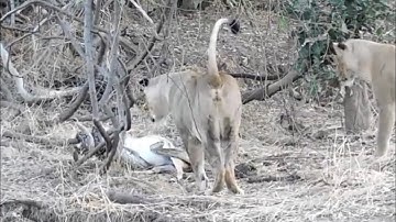 lioness attack a python while squeezing impala video