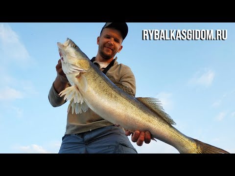 Video: Kako Uloviti Talinu U Finskom Zaljevu