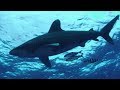 Hammerhead sharks galapagos sharks reef sharks whale sharks  bull sharks nurse sharks
