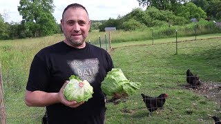 Chickens vs Two Heads Of Lettuce With Time Lapse! (Oddly Satisfying) Chickens Chicks Eating Lettuce Greens Chard Their First Time