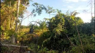 Pikat ajaran kutilang mas alhamdulilah gacorr