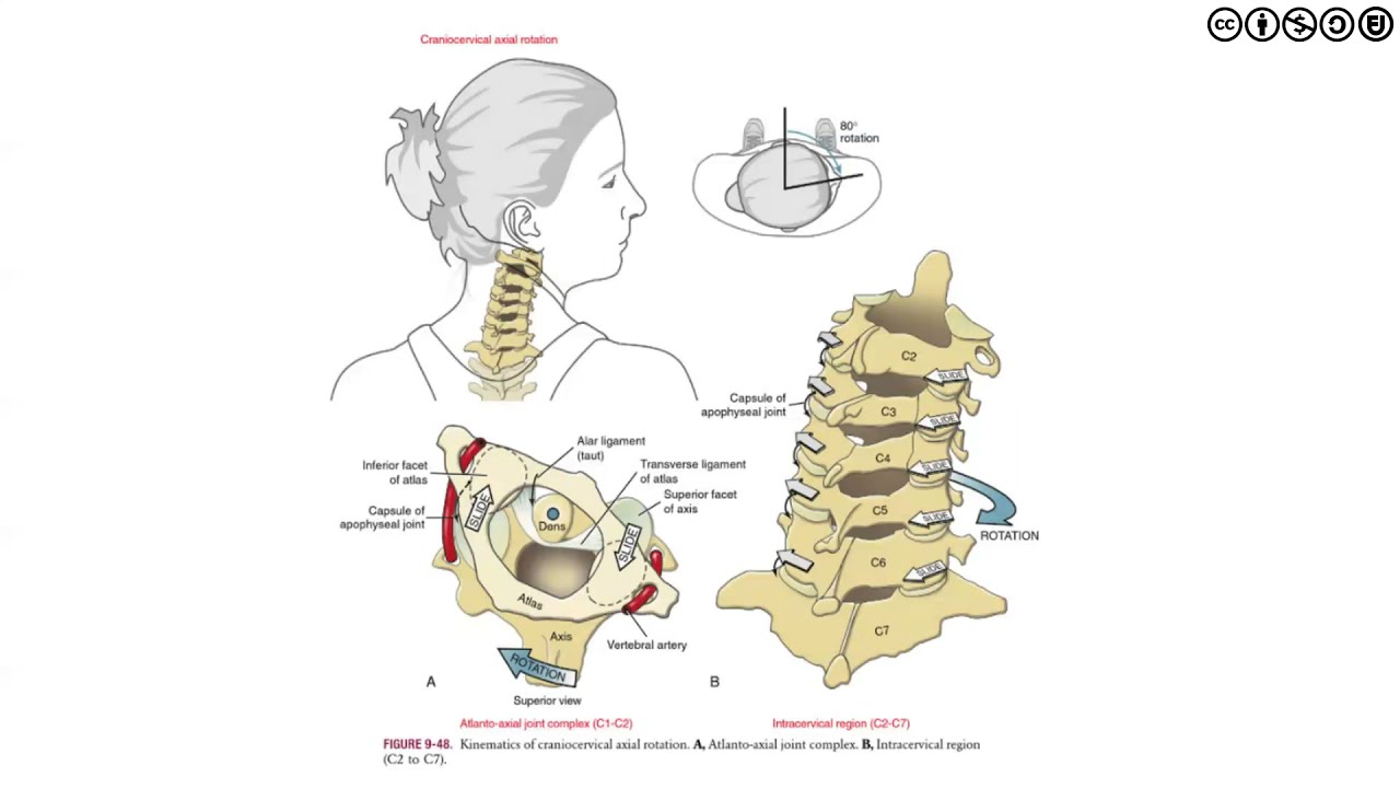 Cervical Overview of Anatomy, Kinesiology and Biomechanics YouTube