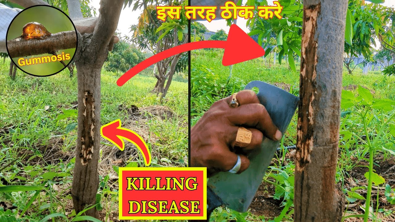 🚫 Stop Gummosis from Damaging Your Mango Plant! 🌱 Easy Cure Revealed! 🍋 ...