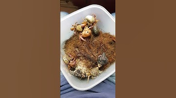 Baby hermit crab #shorts #crab #shell