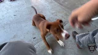 BCSO: Bondable Pup Bentley