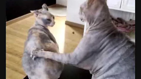 Watch the video about Enter the Dragon with Sphynxcats