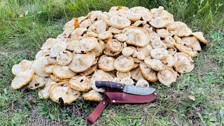 картинка: Грибной сезон 2023!!! Груздей видимо-невидимо, это грибной Шок!!! 7 ведер груздей настоящих!!!