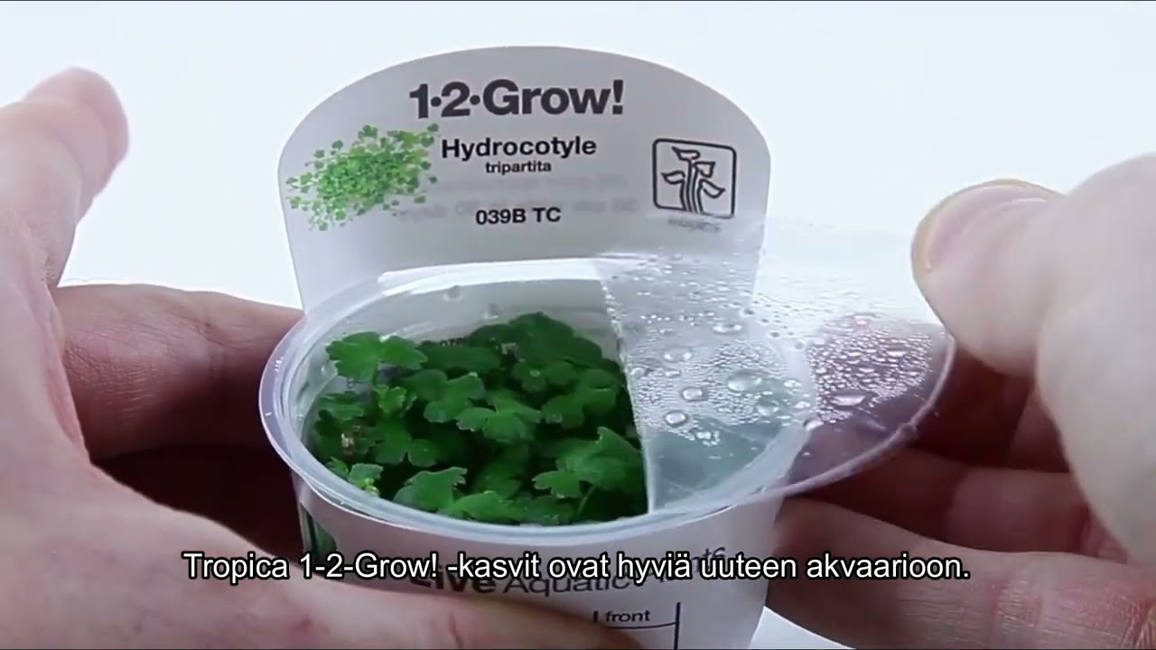 5 vinkkiä levien torjuntaan