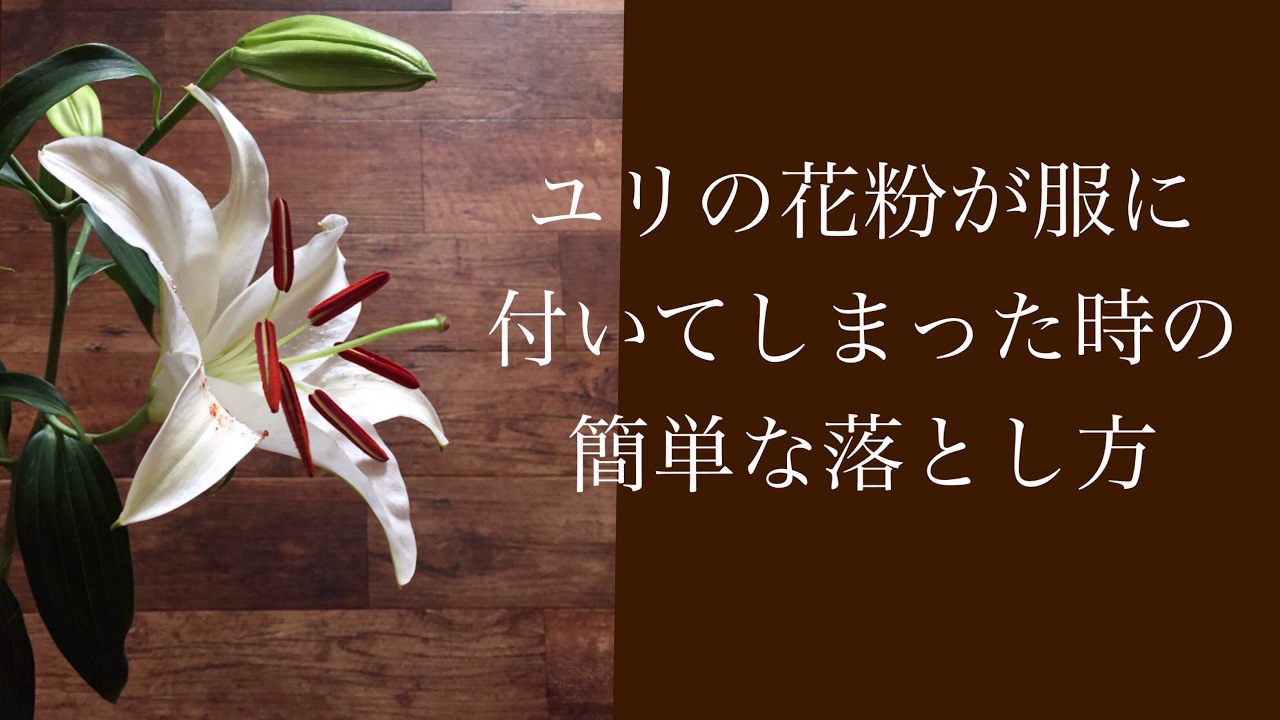 花に関する雑学 服についてしまった花粉はガムテープで簡単に綺麗に取れるらしいので 実験してみた Youtube