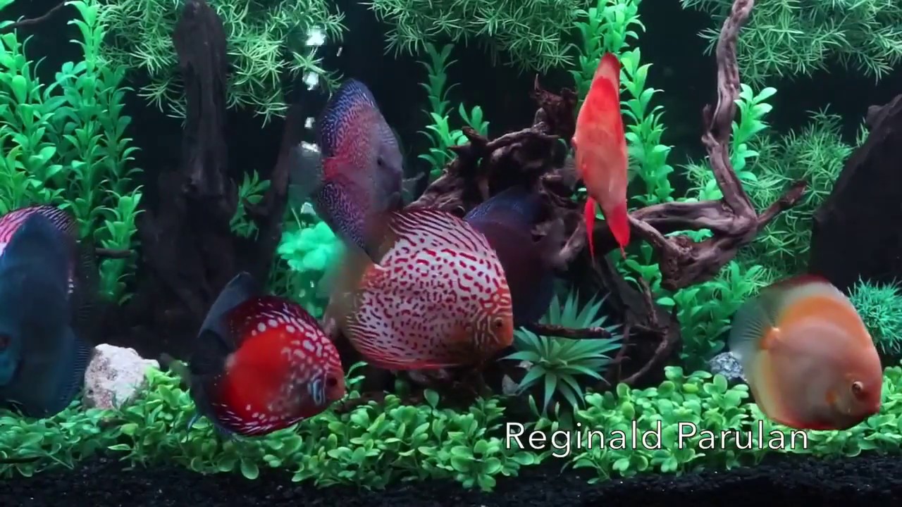 100 Relaxing. A Discus Tank with artificial Plants. Thanks Reginald Parulan YouTube