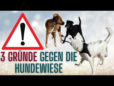 Video: 5 Gesundheitsrisiken im Hundepark