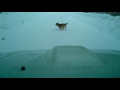 北海道犬は熊が寝ているのを見付けても