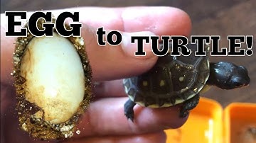 Box Turtles Hatching and What to Expect