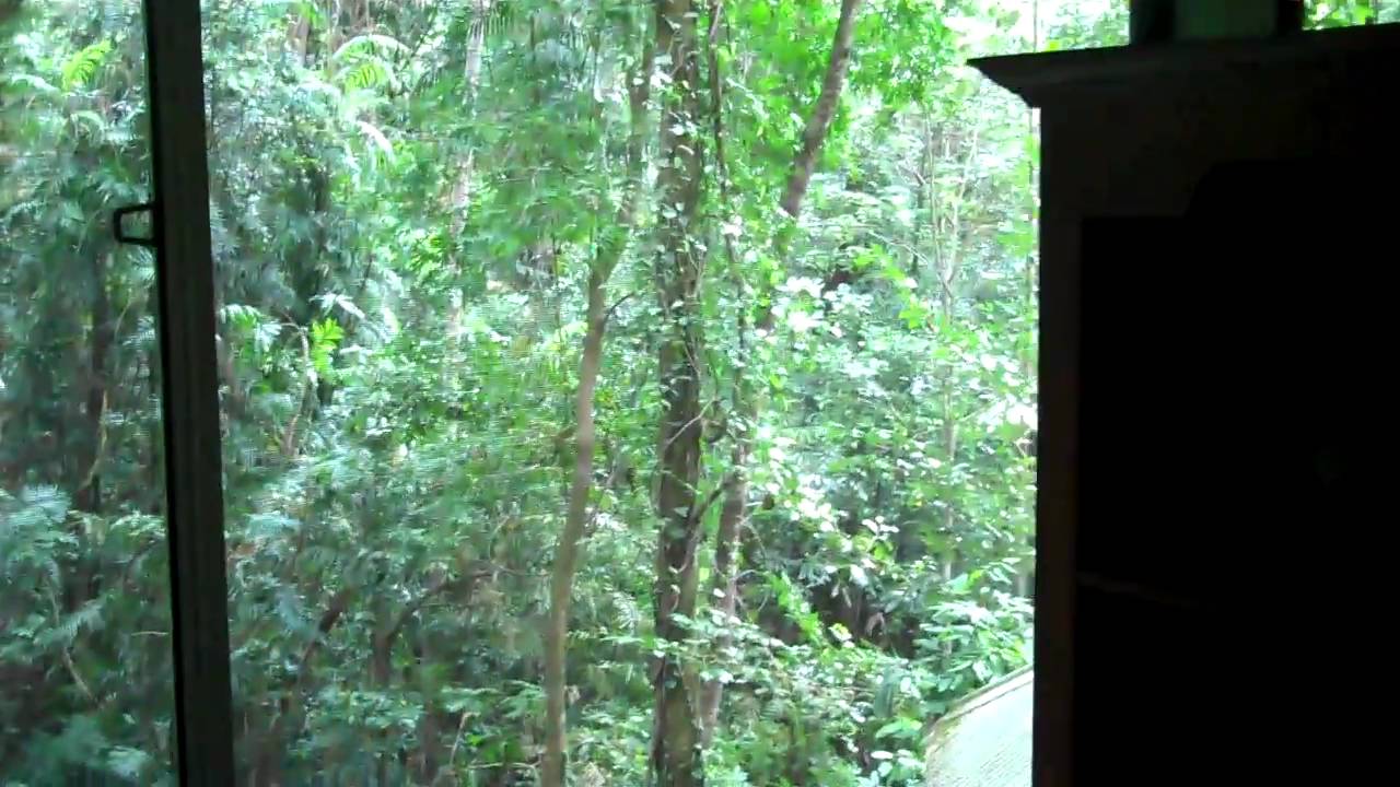 Tree House Tour in The Australian Rainforest
