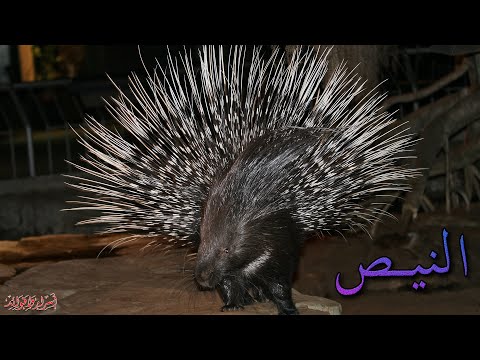 النيص | فوائده | كيف يسقي النيص أولاده ؟؟