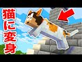 猫に変身させられた!?急いで猫の世界から脱出しろ!【まいくら・マインクラフト】