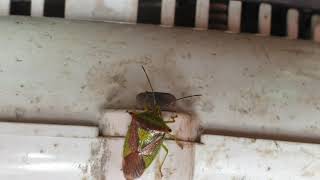 The Hawthorn Shield Bug